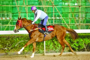 澳門(mén)今晚開(kāi)特馬四不像圖，澳門(mén)特馬四不像圖今晚開(kāi)獎(jiǎng)結(jié)果