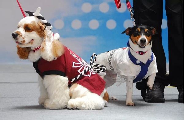 澳門新版狗狗跑圖,數(shù)據(jù)導(dǎo)向?qū)嵤┎襟E_29