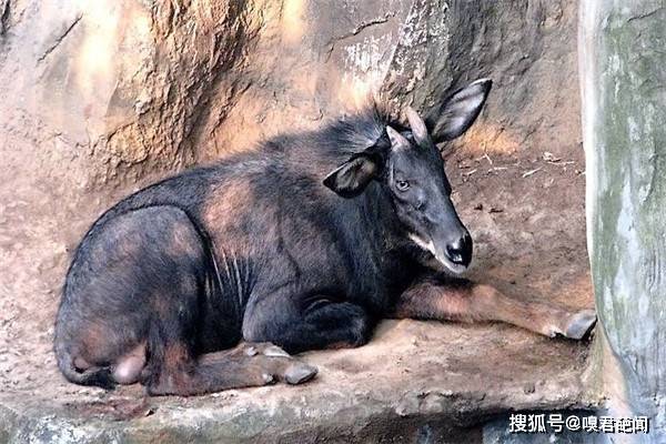 今晚澳門(mén)特馬開(kāi)什么今晚四不像，澳門(mén)特馬今晚開(kāi)獎(jiǎng)結(jié)果及四不像分析